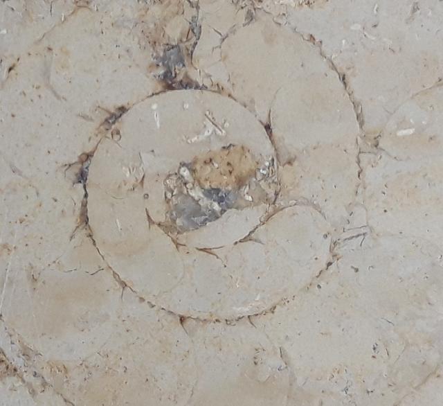 Aulacostephanus sp. (SUTNER & POMPECKJ in TORNQUIST 1896) - Bild © FossNet FossilienStore